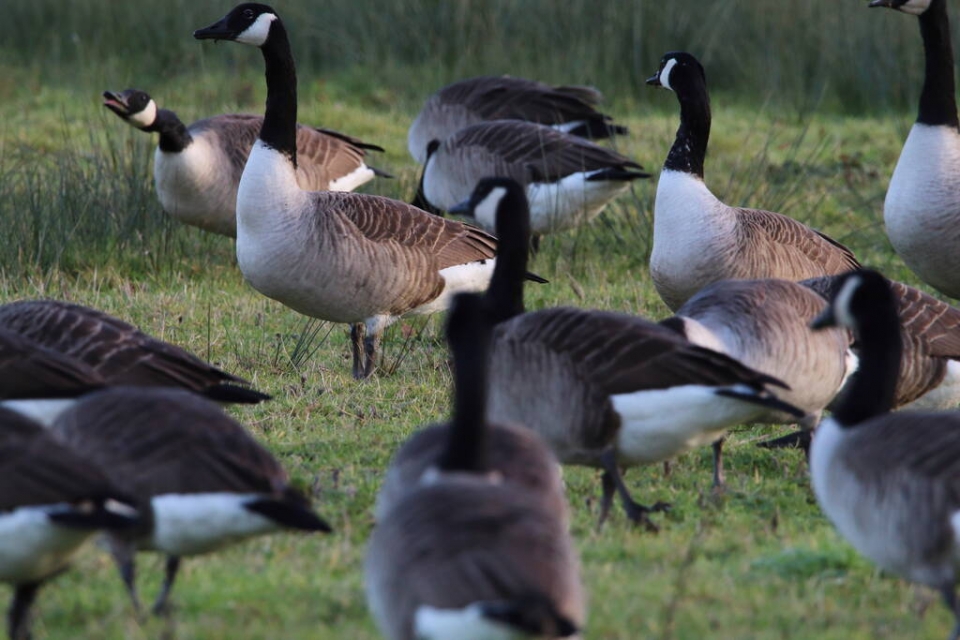 stock-photo-large-flock-geese-including-canadian-geese-field-hunting-food-photograph
